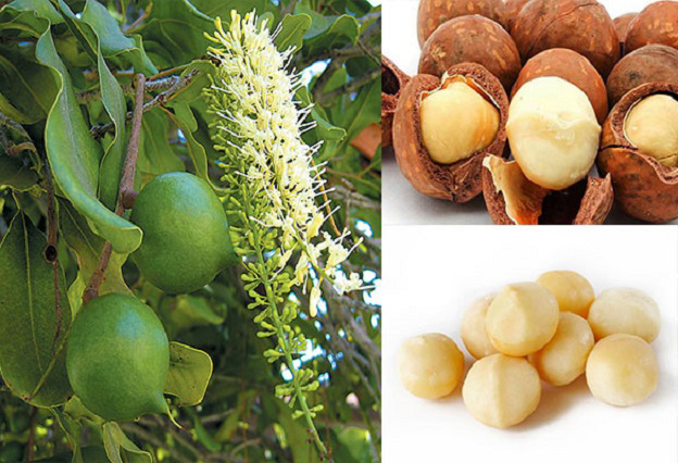 Giá trị thật của “cây trồng tỷ đô” Maca