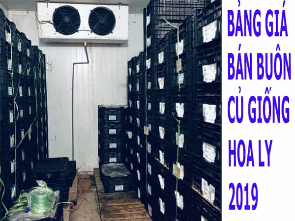 Bảng báo giá bán buôn củ giống hoa ly 2020- Học viện Nông Nghiệp