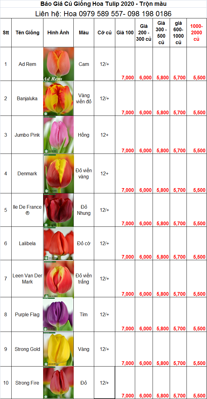 Bảng báo giá củ giống hoa tulip 2020 trộn màu