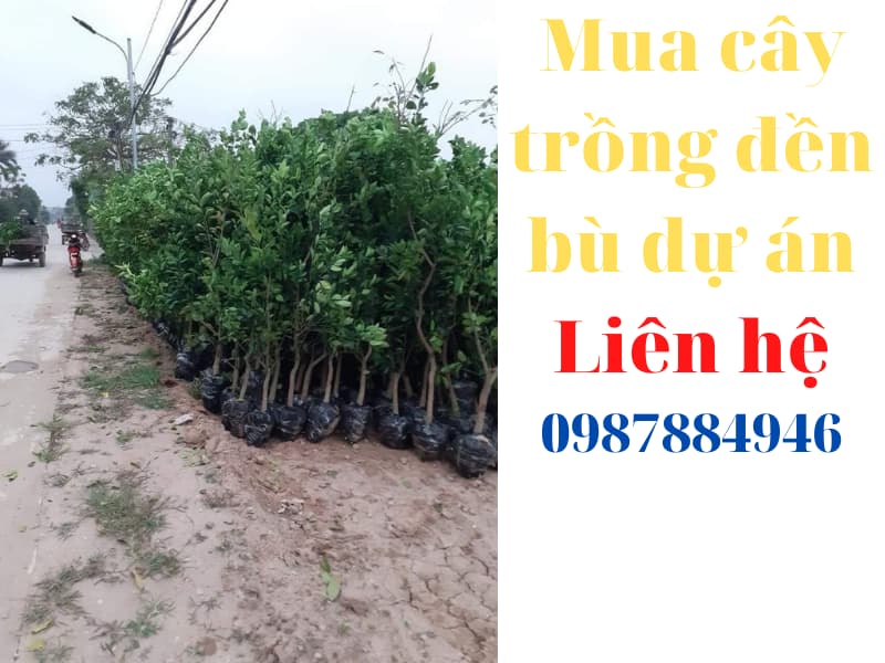 cây trồng đèn bù dự án (2)