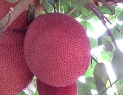 Mít Vỏ Đỏ Bồ Đào Nha - Giống mới hay chiêu trò lừa đảo?