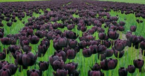 hoa tulip đen