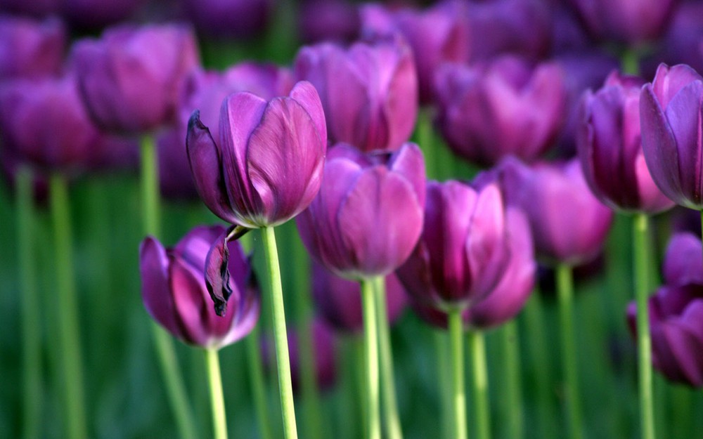 hoa tulip tím