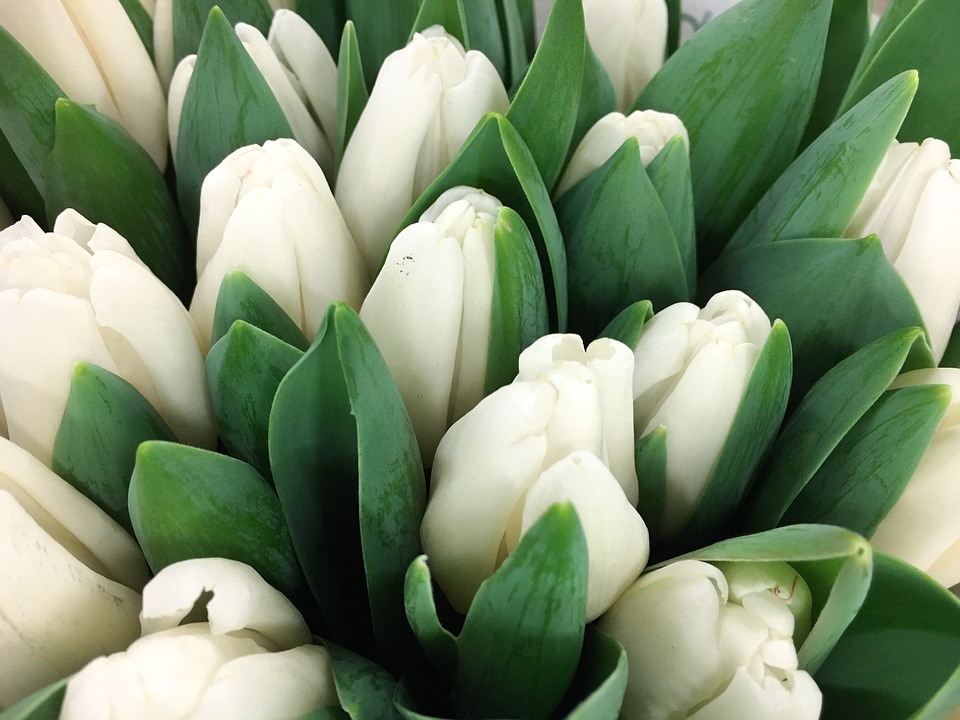hoa tulip trắng
