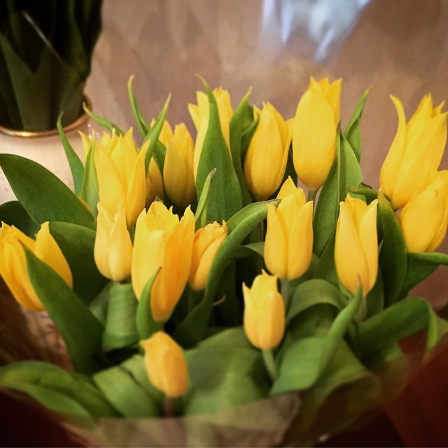 hoa tulip vàng
