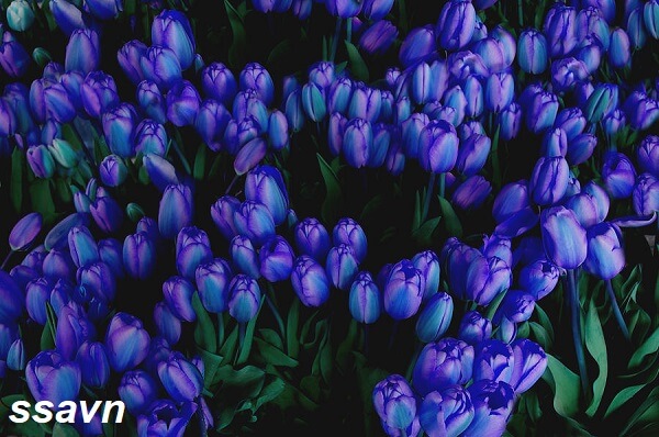 hoa tulip xanh