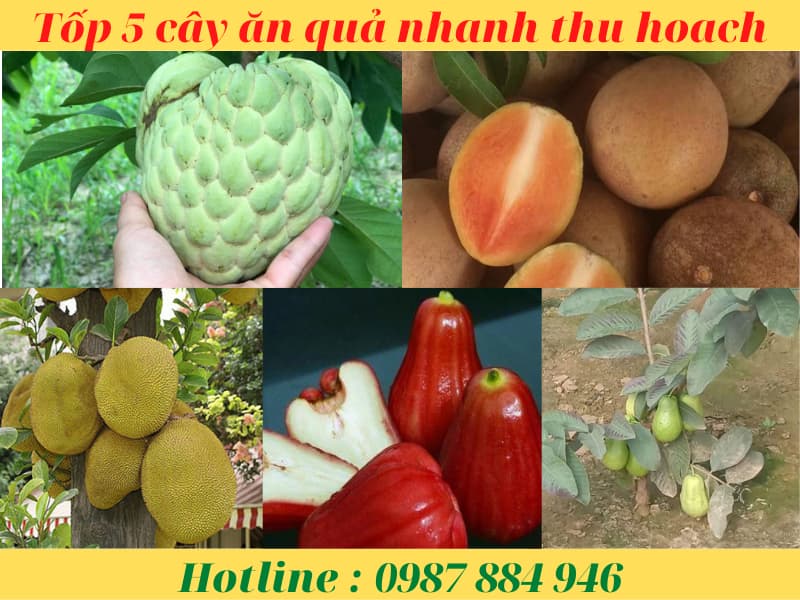 Top 5 giống cây trồng ăn quả nhanh thu hoạch có giá trị kinh tế
